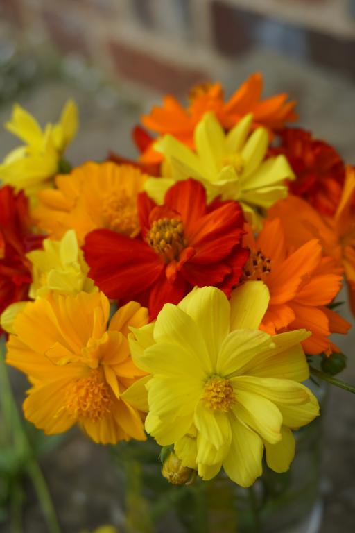 Cosmos sulphureus, 'Bright Lights'