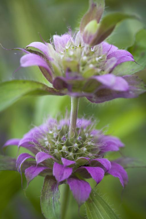 Lemon Bergamot
