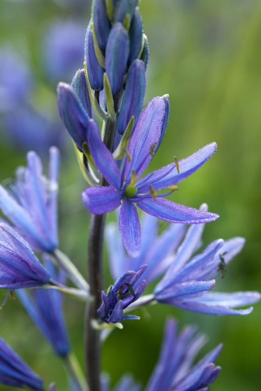Camassia leichtlinii var. suksdorfii