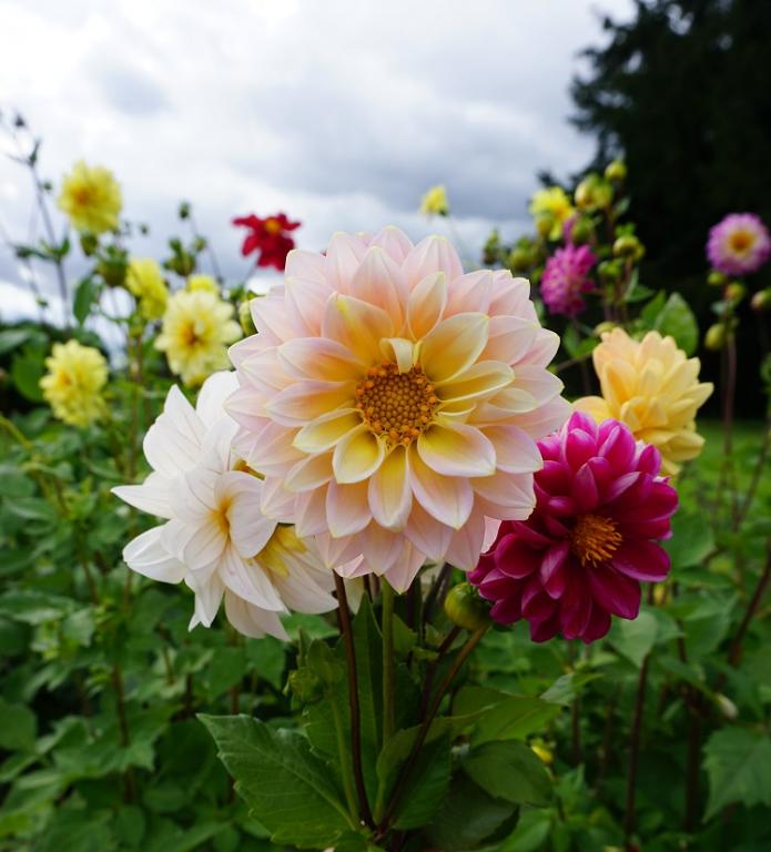 Dahlia, 'Showpiece Double Mixed'