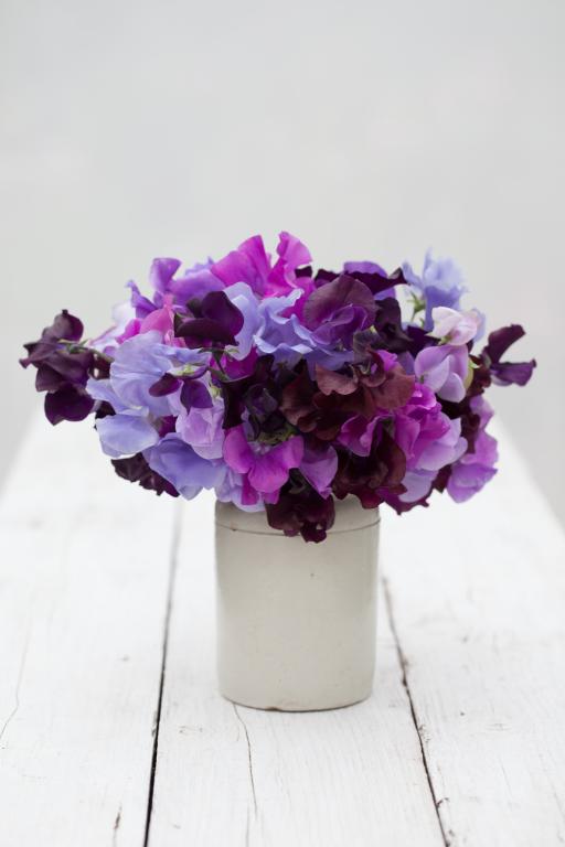 Lathyrus odoratus, Speciality Mixtures, 'Blue Shades'