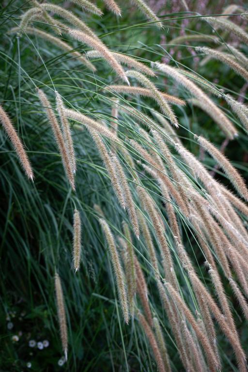 Pennisetum macrourum