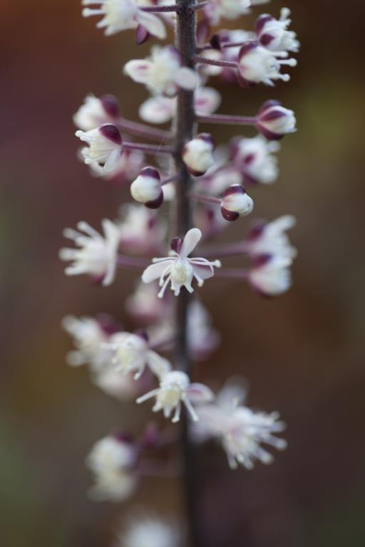 Actaea simplex var. atropurpurea