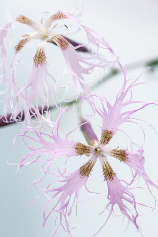 Dianthus superbus