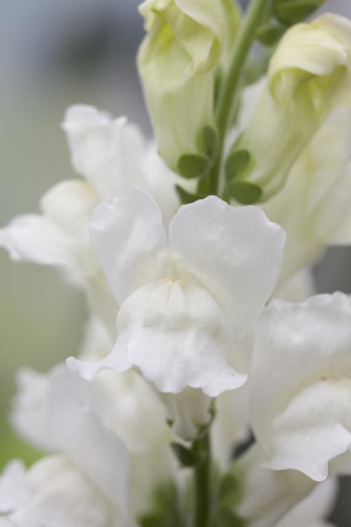 Antirrhinum majus, 'Admiral White', F1 Hybrid