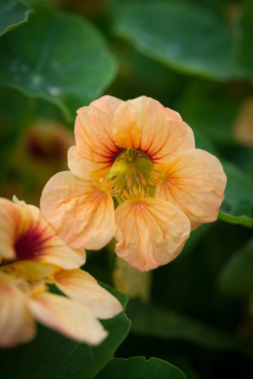 Tropaeolum minus, 'Tip Top Series', 'Tip Top Apricot'
