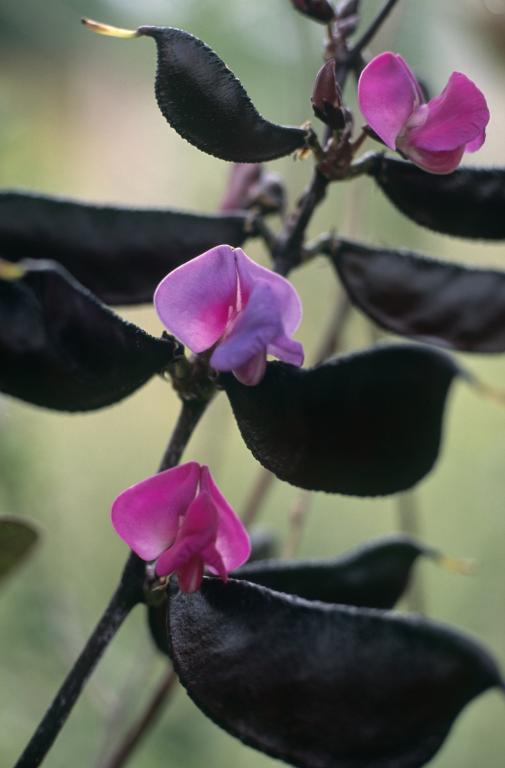 Dolichos lablab, 'Ruby Moon'