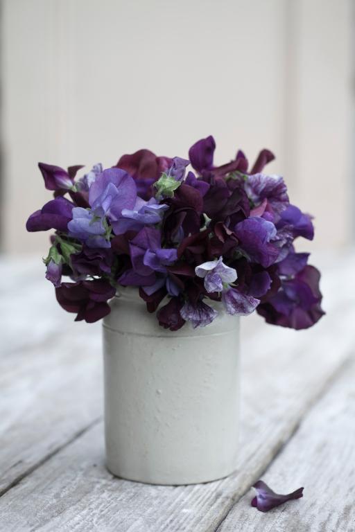Lathyrus odoratus, Chiltern Seeds 'Twilight' Mix