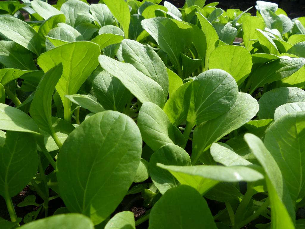 Pak Choi, 'Baraku', F1 Hybrid