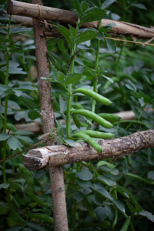 Bean, Broad, 'Karmazyn'