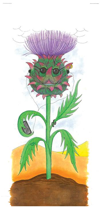 Cardoon, 'Rouge d'Alger'