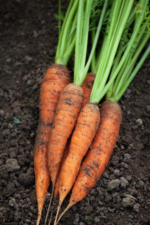 Carrot, 'Eskimo', F1 Hybrid