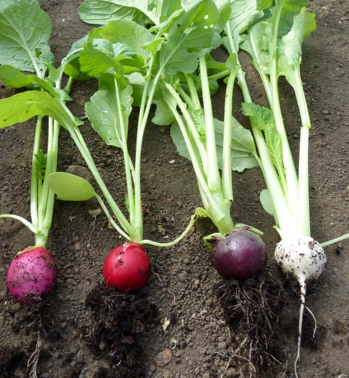 Mixed Radishes