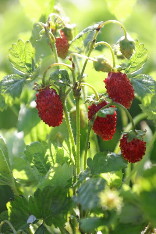 Strawberry, 'Alexandria'
