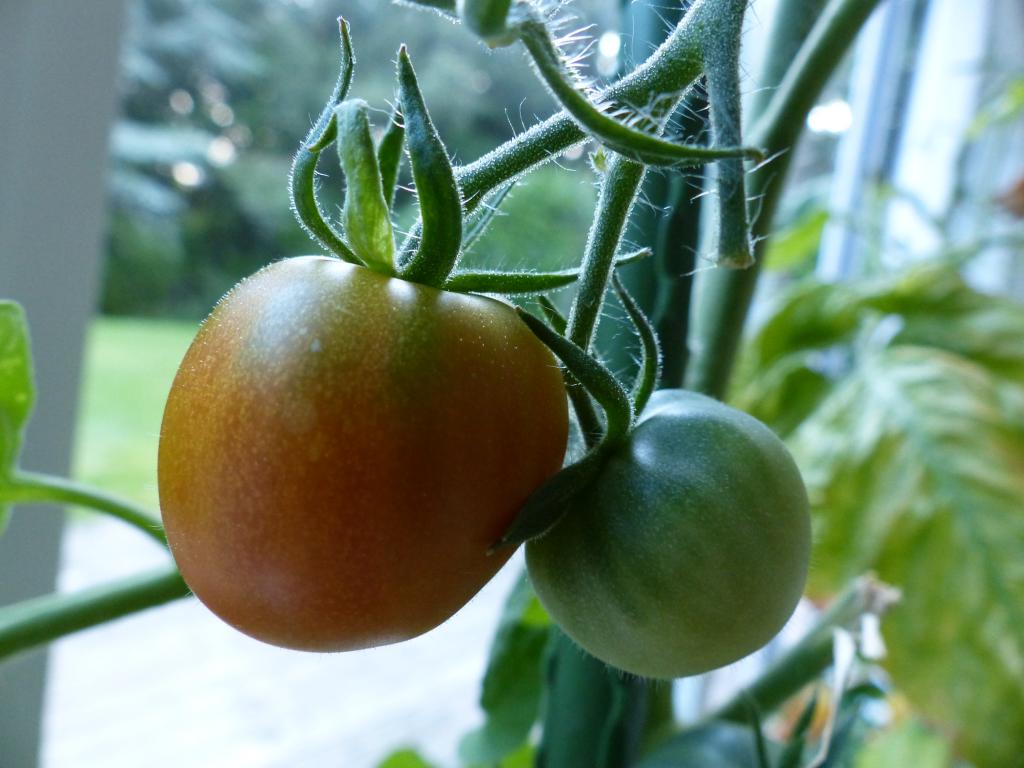 Tomato, 'Outdoor Girl'