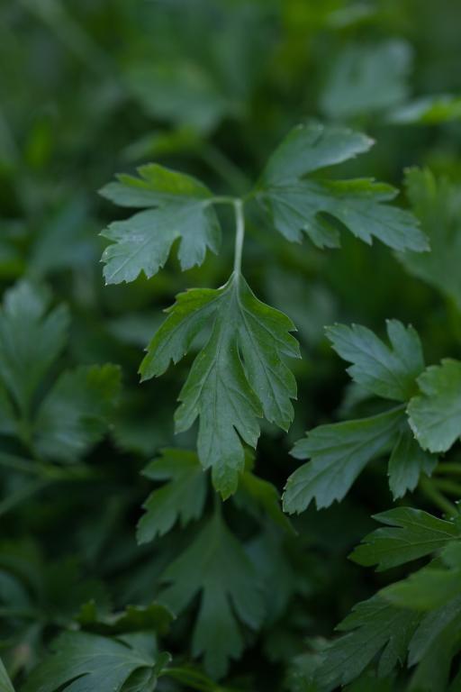 Parsley Flat-Leaved, 'Italian Giant'