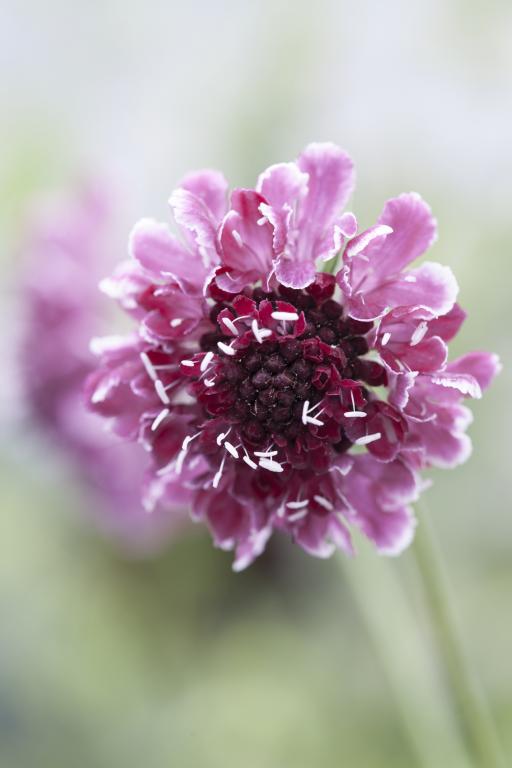 Scabiosa atropurpurea, 'Beaujolais Bonnets'