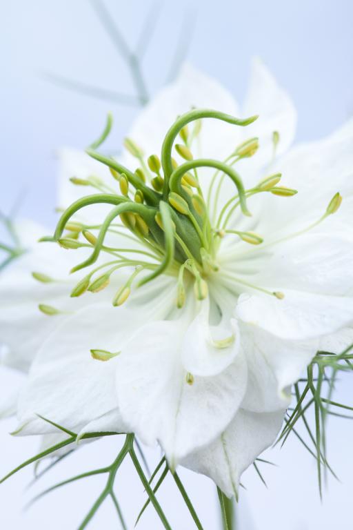 Nigella damascena, 'Albion Green Pod'
