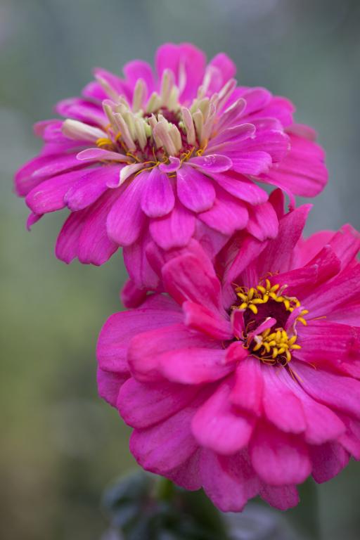 Zinnia elegans, 'Luminosa'