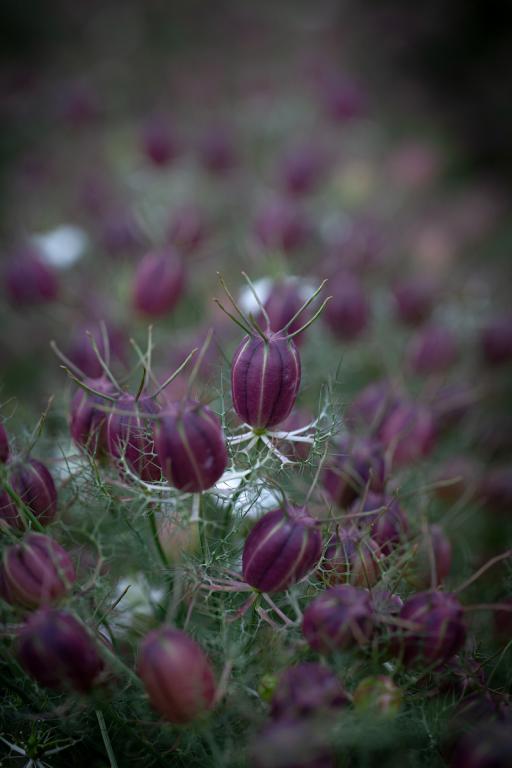 Nigella damascena, 'Albion Black Pod'