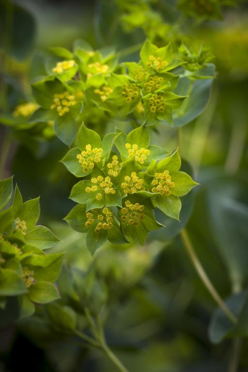 Bupleurum rotundifolium, 'Garibaldi'