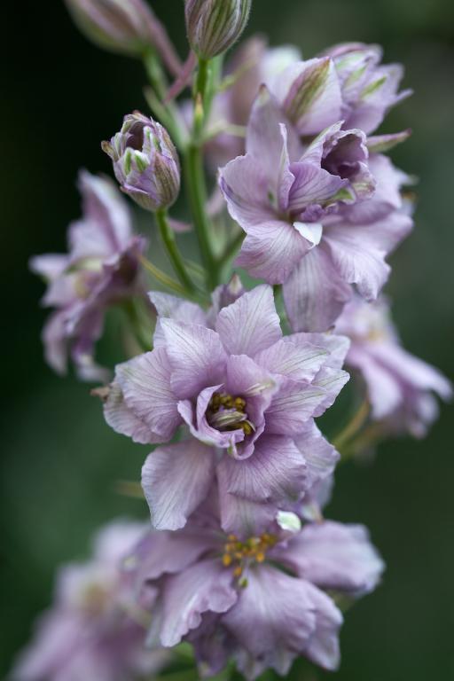 Delphinium consolida, 'Misty Lavender'