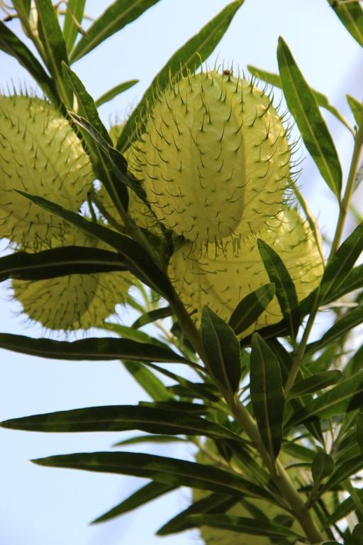 Gomphocarpus fruticosus, 'Cottonbush'