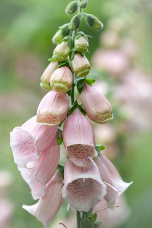 Digitalis purpurea annua, 'Sutton's Apricot'