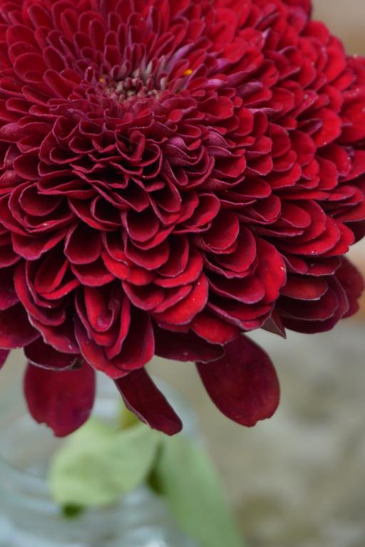 Zinnia elegans, 'Benary's Giant Wine'