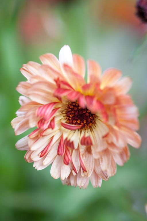 Calendula officinalis, 'Touch of Red Buff'
