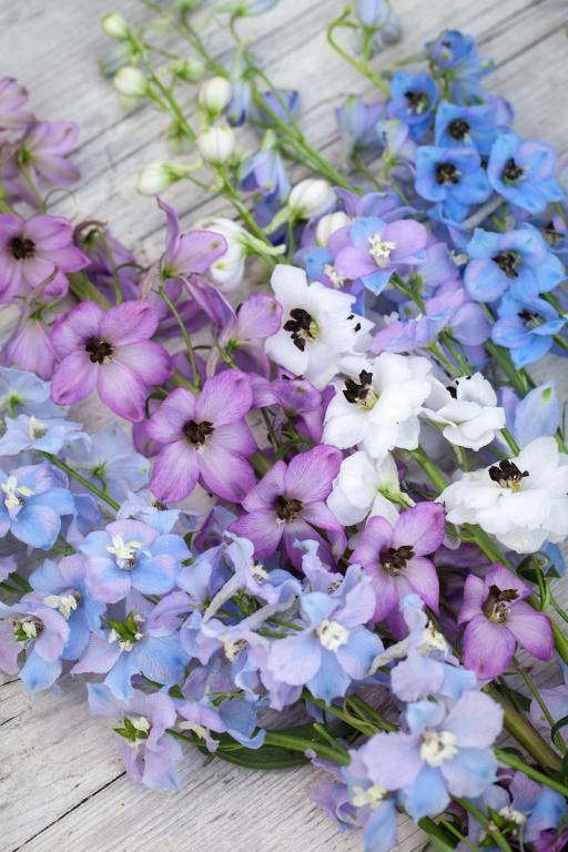 Delphinium elatum, 'Magic Fountains, Formula Mixed'