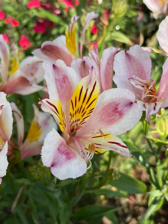 Alstroemeria hybrida, 'Dandy Candy'