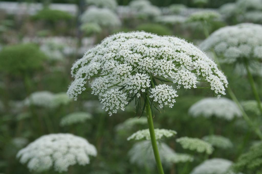 Ammi visnaga, 'Casablanca'