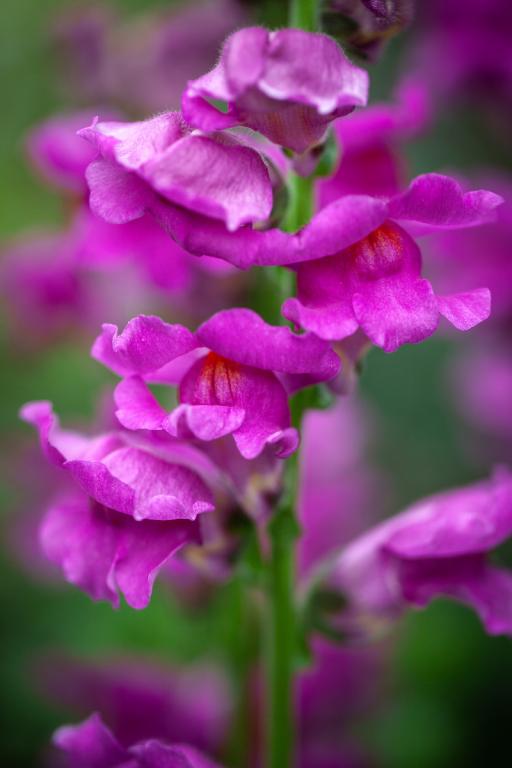 Antirrhinum majus, 'Liberty Lavender', F1 Hybrid