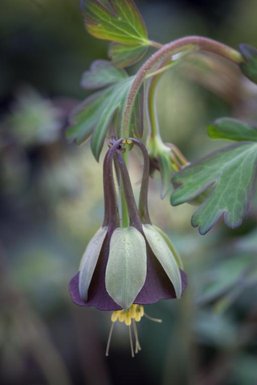 Aquilegia viridiflora, 'Chocolate Soldier'