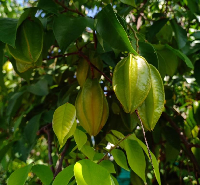 Averrhoa carambola