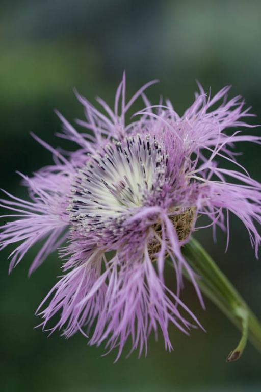 Centaurea americana, 'Aloha Rosa'