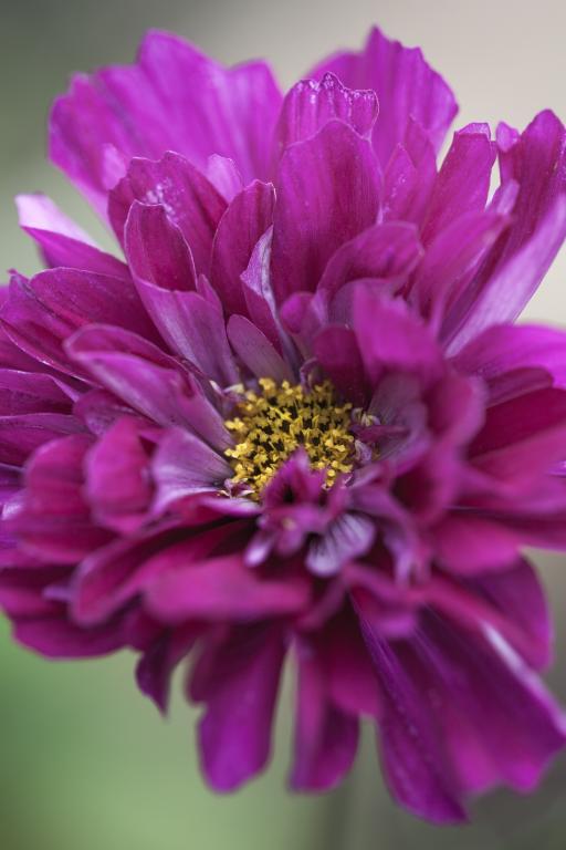 Cosmos bipinnatus, 'Double Click Cranberries'