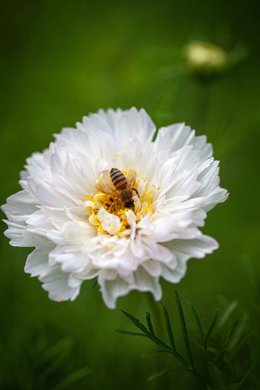 Cosmos bipinnatus, 'Double Click Snow Puff'