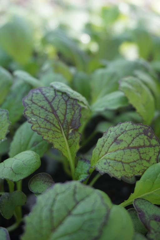 Mustard, 'Red Giant'