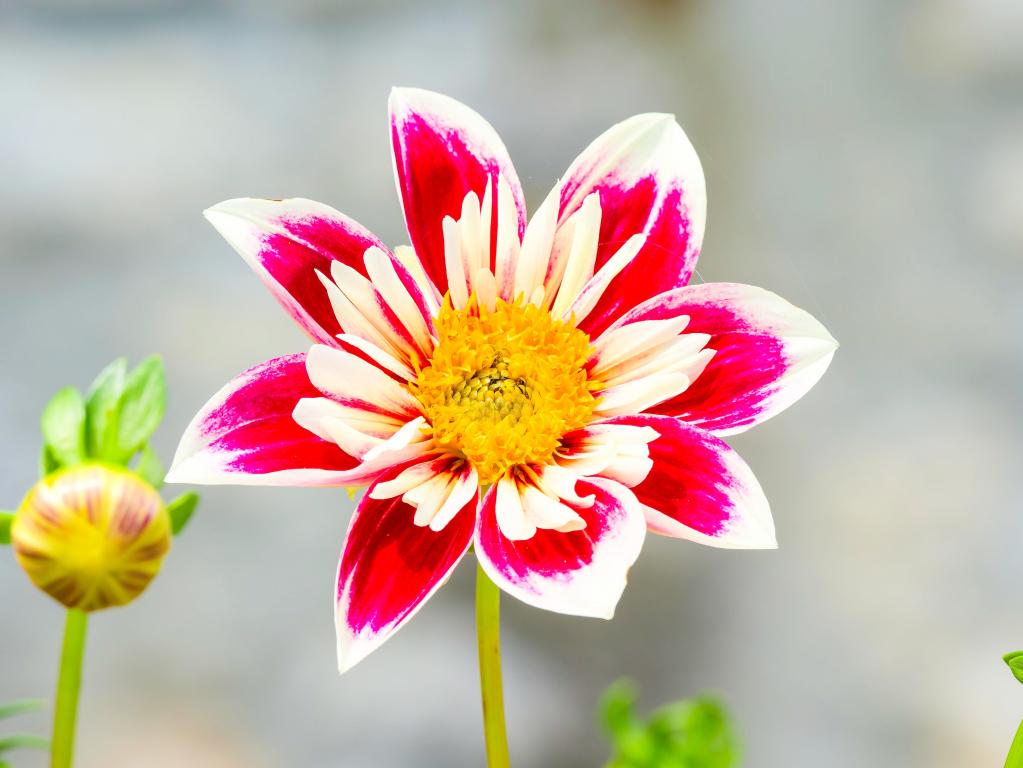 Dahlia, 'Mixed Varieties