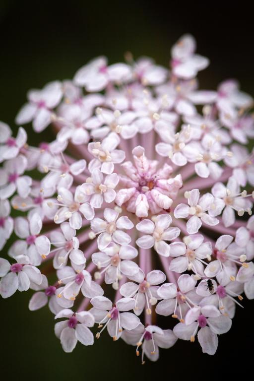 Didiscus caeruleus, 'Lacy Pink'