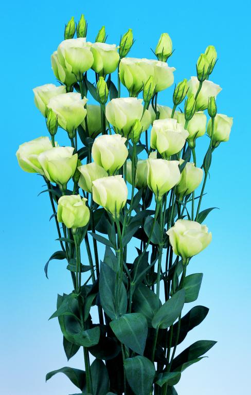 Eustoma grandiflorum, 'Piccolo Lime Green'