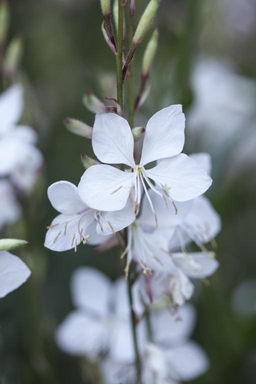 Gaura lindheimeri, 'The Bride'