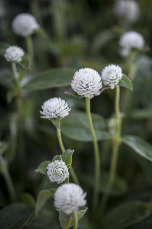 Gomphrena globosa, White