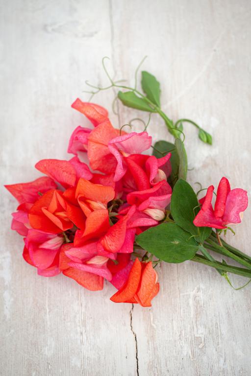 Lathyrus odoratus, Prince of Orange'