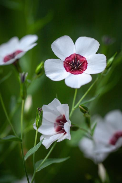 Linum grandiflorum, 'Bright Eyes'