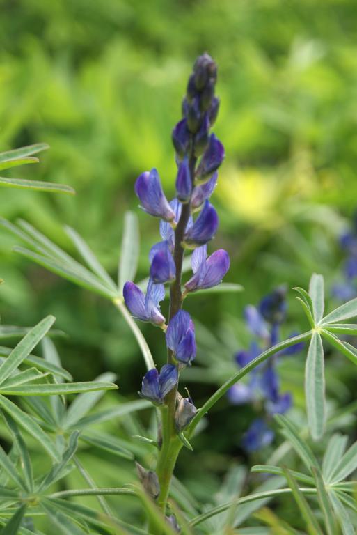 Blue Lupin (Lupinus angustifolius)