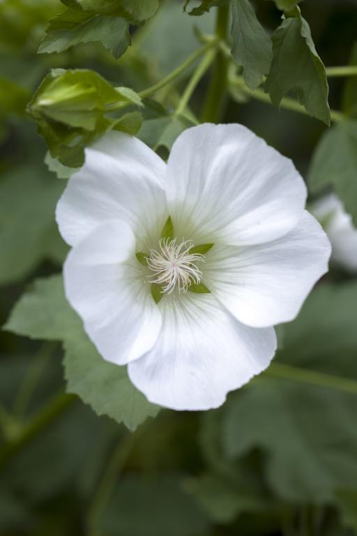 Malope trifida, 'Alba'