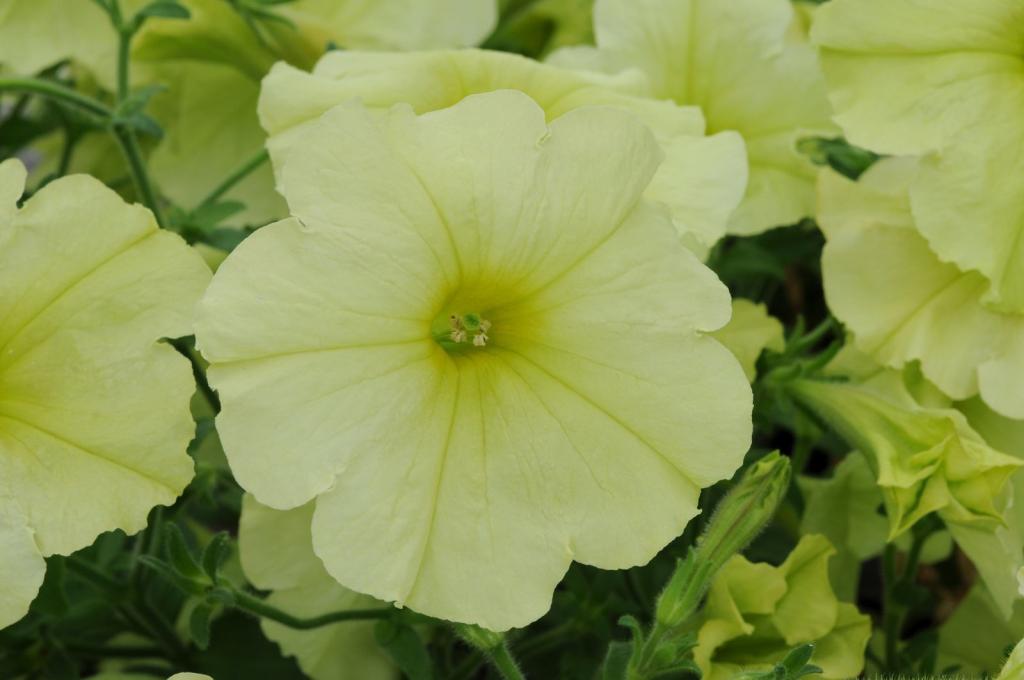 Petunia grandiflora, 'Sophistica Lime Green', F1 Hybrid
